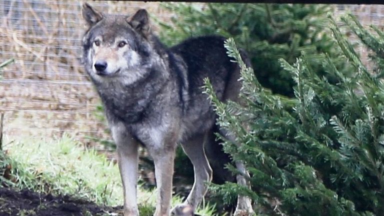 Loki the wolf. Pic: Camperdown Wildlife Centre