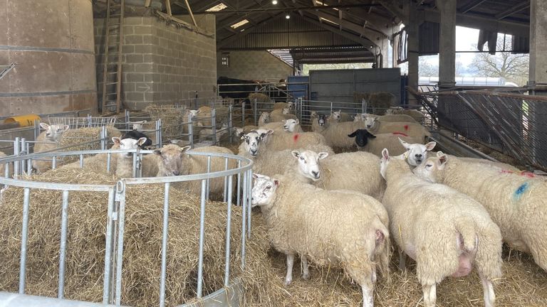 Sheep at a farm in Buckinghamshire