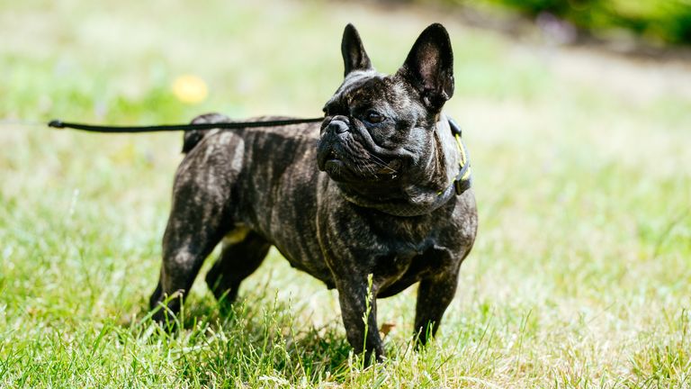 Photo of a French bulldog, taken in Frankfurt on June 16, 2017 | Worldwide use Photo: Jan Haas/picture-alliance/dpa/AP Images