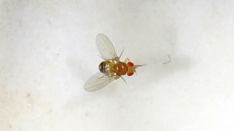 A fruit fly