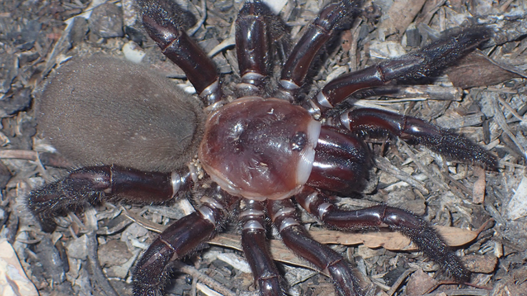 Scientists at the Queensland Museum have discovered a new species of giant trapdoor spider, so named for its sheer size "Rhubarb" - means dignity or greatness in Latin - in honor of it "touching" size. Pictured is a female spider.Photo: Queensland Museum