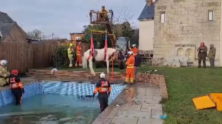 Horse rescued from swimming pool by fire service