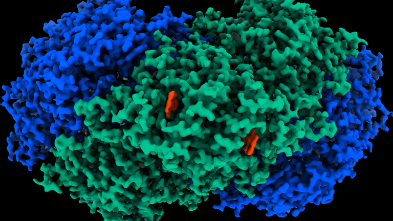 A map of the atomic structure of the Huc enzyme. Pic: Monash University