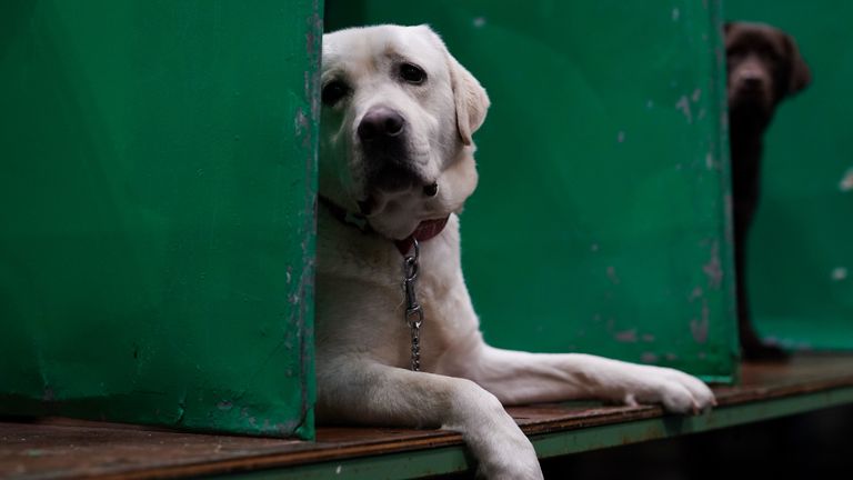 After 30 years, the Labrador Retriever has lost its crown. Pic: PA