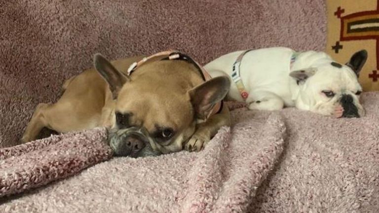 Lady Gaga&#39;s dogs Koji and Gustav. Pic: @ladygaga/Instagram