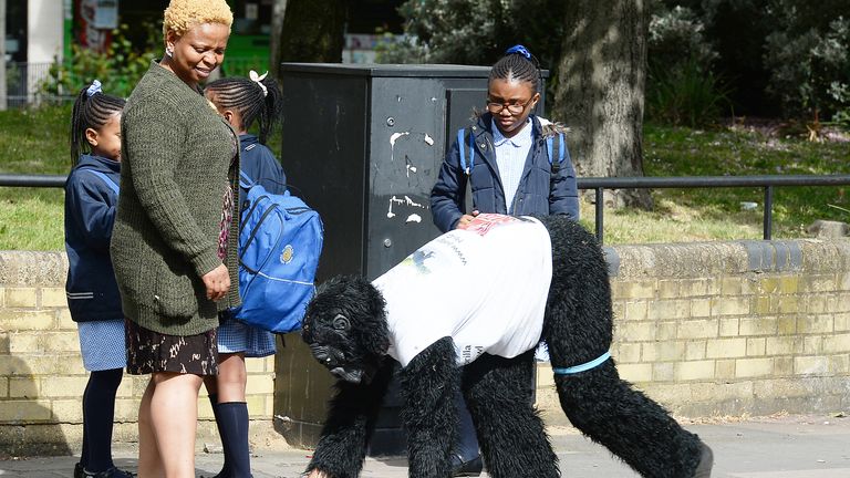 Tom Harrison crawls the London marathon in a gorilla costume, 2017