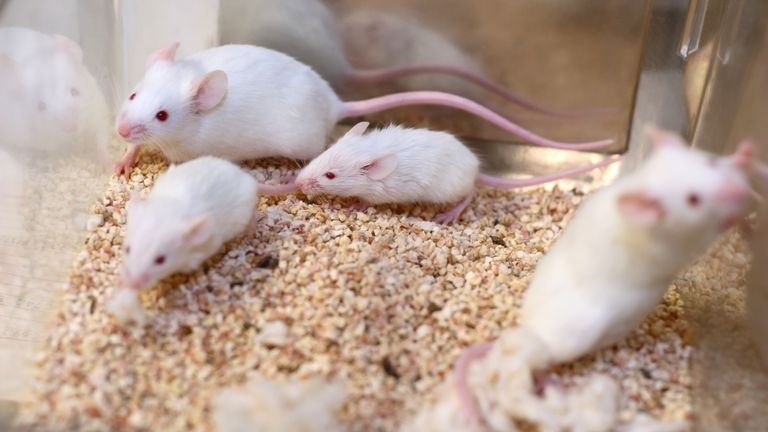 White mice, research, lab. Stock image.