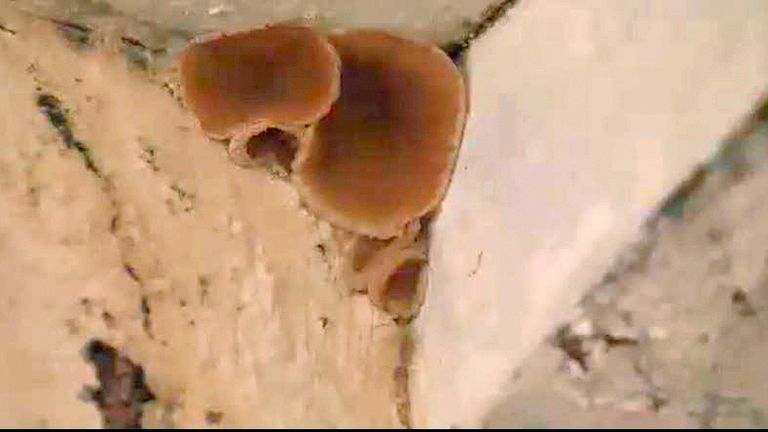 Mushrooms growing as a result of a leak at Rosie&#39;s flat