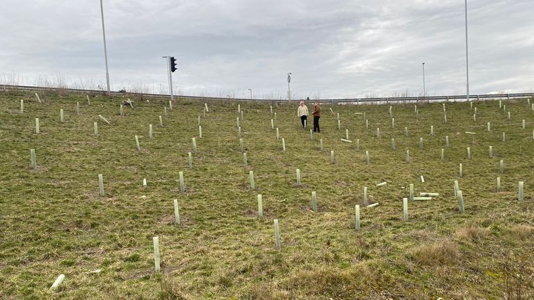 National Highways has admitted that over half a million trees have died beside a single 21-mile stretch of new carriageway of the A14 between Cambridge and Huntingdon.