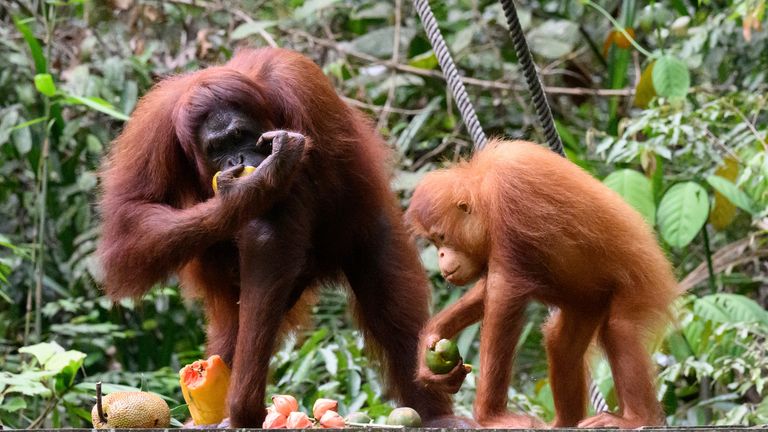 Orangutans at Borneo&#39;s Semenggoh Wildlife Centre breeding station