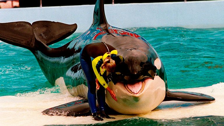 FILE - Trainer Marcia Hinton pets Lolita, a captive orca whale, during a performance at the Miami Seaquarium in Miami, March 9, 1995. An unlikely coalition made up of a theme park owner, an animal rights group, a mayor and a philanthropist who owns an NFL team announced Thursday, March 30, 2023, that a plan is in place to return Lolita — an orca that has lived in captivity at the Miami Seaquarium for more than 50 years — to its home waters in the Pacific Northwest. (Nuri Vallbona/Miami Herald vi