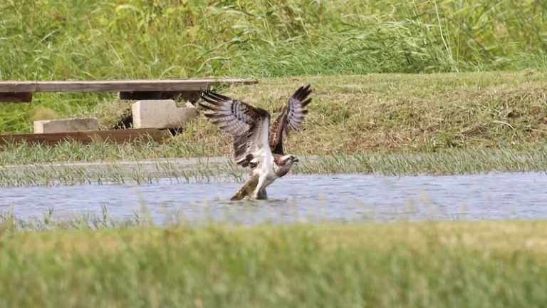 Osprey in Barbados. Pic: Michael St John