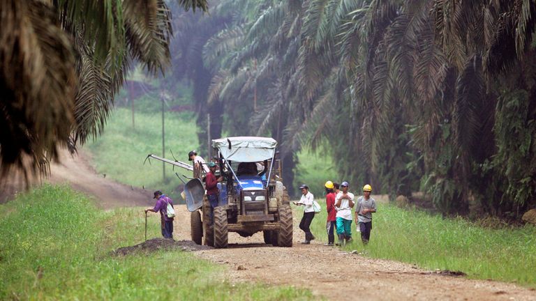 A palm oil estate in Sabah, Borneo