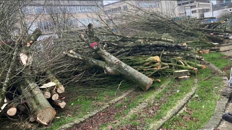 Plymouth tree felling