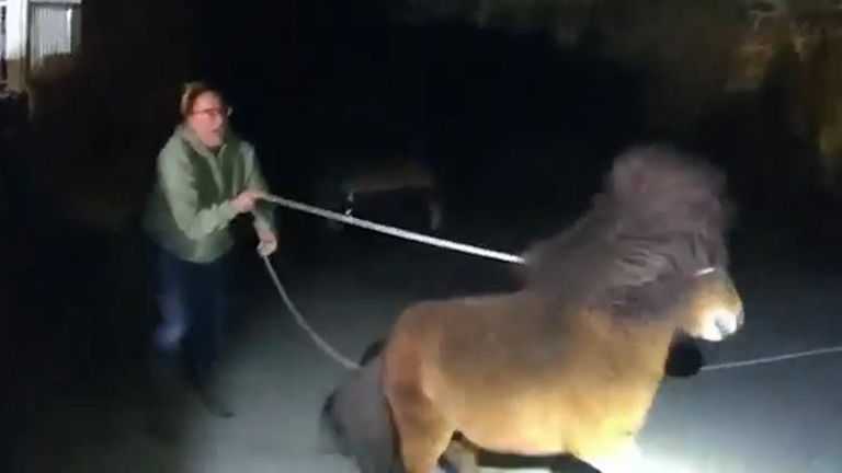 A pony led three police officers on a two hours pursuit through the streets of Tuscaloosa, Alabama