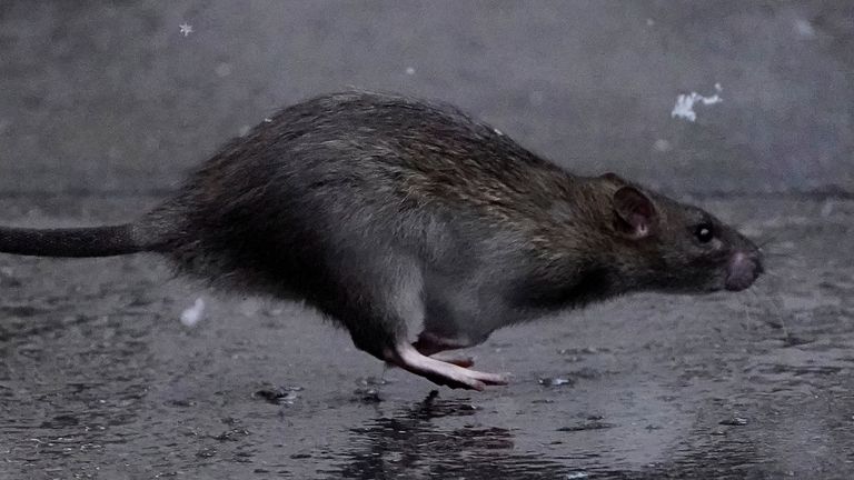 A rat runs across a sidewalk in the snow in the Manhattan borough of New York City, New York, U.S., December 2, 2019. REUTERS/Carlo Allegri