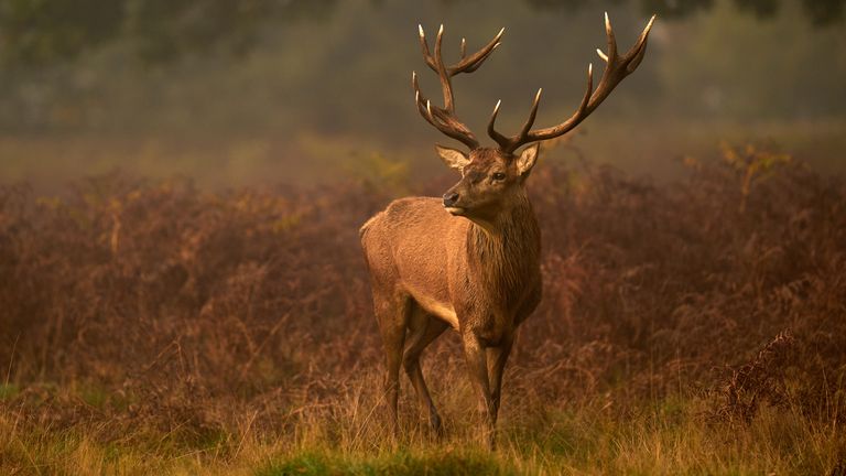 A red deer stag stands amongst the grassland in Bushy Park deer park, London. Picture date: Tuesday October 18, 2022.