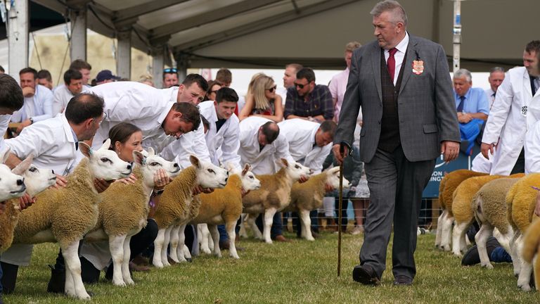 Texel sheep in the judging ring at the Royal Highland Show in Ingliston. Picture date: Friday June 24, 2022.
