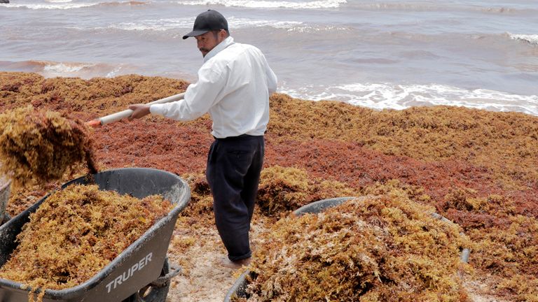 Workers clear Sargassum seaweed along Punta Piedra beach in Tulum in the Mexican state of Quintana Roo August 11, 2018. REUTERS/Israel Leal