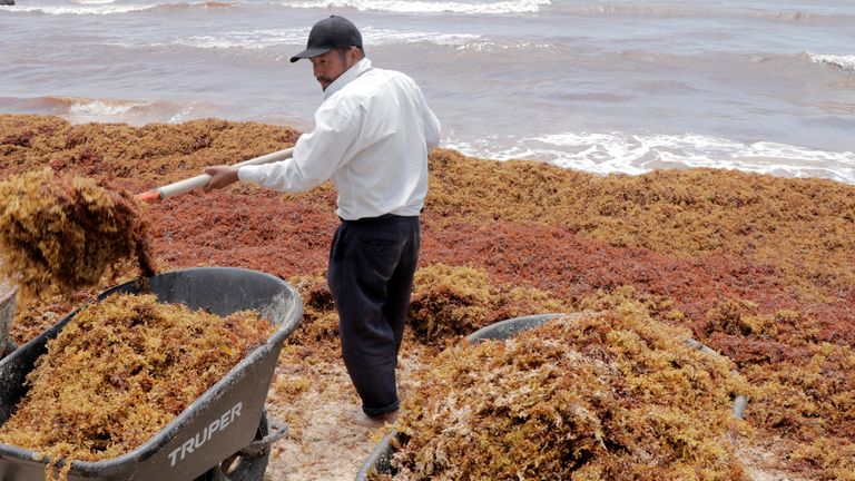 Workers clear Sargassum algae along Punta Piedra beach in Tulum in Mexico&#39;s state of Quintana Roo August 11, 2018. REUTERS/Israel Leal
