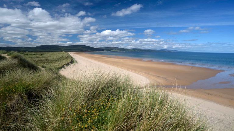 Kidney Vetch, Coul Links & Embo Beach Pic: Ramblers Scotland/Andrew Weston