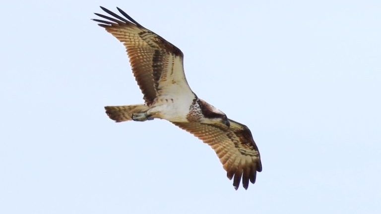 Osprey in Barbados. Pic: Michael St John