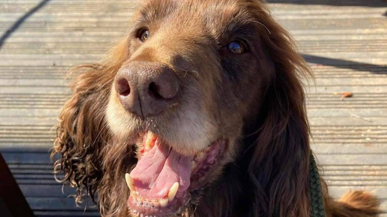 Between 830am on Friday, 24th March 2023 and 845am on Saturday 25th March 2023, a brown Sprocker Spaniel age 11 years with white markings on its muzzle was taken from within a locked kennel run at the address. The dog had a collar with a name tag with "Malteaser" and a contact number written on it. Pic: Police Scotland