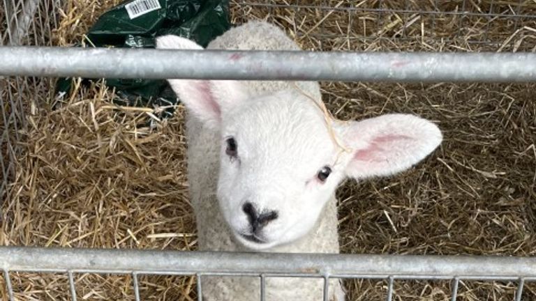 Sheep at a farm in Buckinghamshire