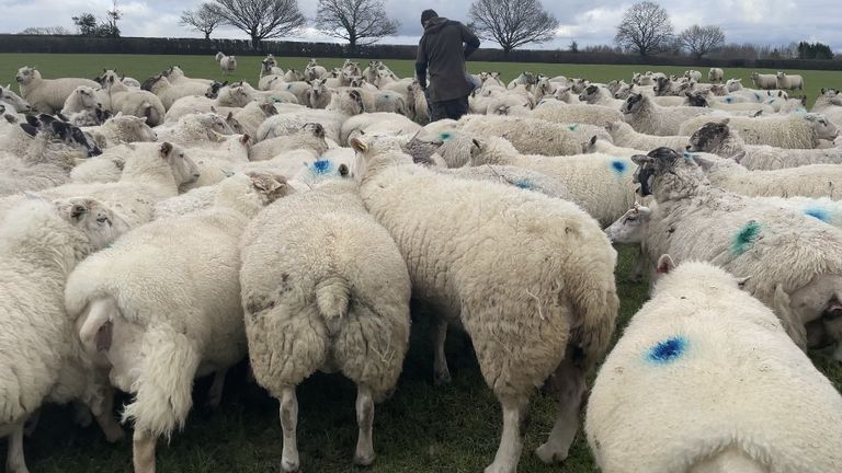 Sheep at a farm in Buckinghamshire