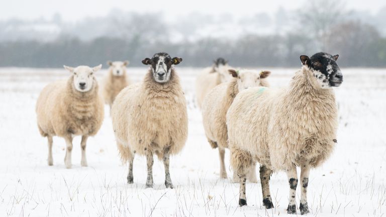 Sheep graze in a show covered field near Oundle, Northamptonshire. Picture date: Thursday March 9, 2023.

