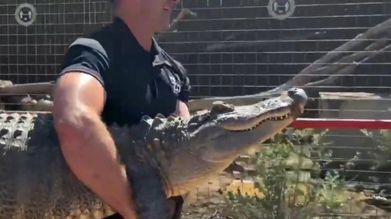 Tewa the alligator returns to zoo after 20 years