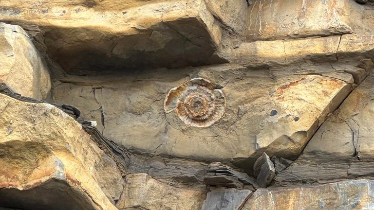The 200 million-year-old ammonite fossil on Llantwit Major beach in the Vale of Glamorgan. Pic: Glenn Morris
