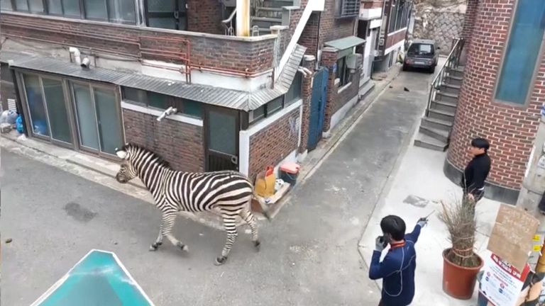 Zebra having it large in Seoul