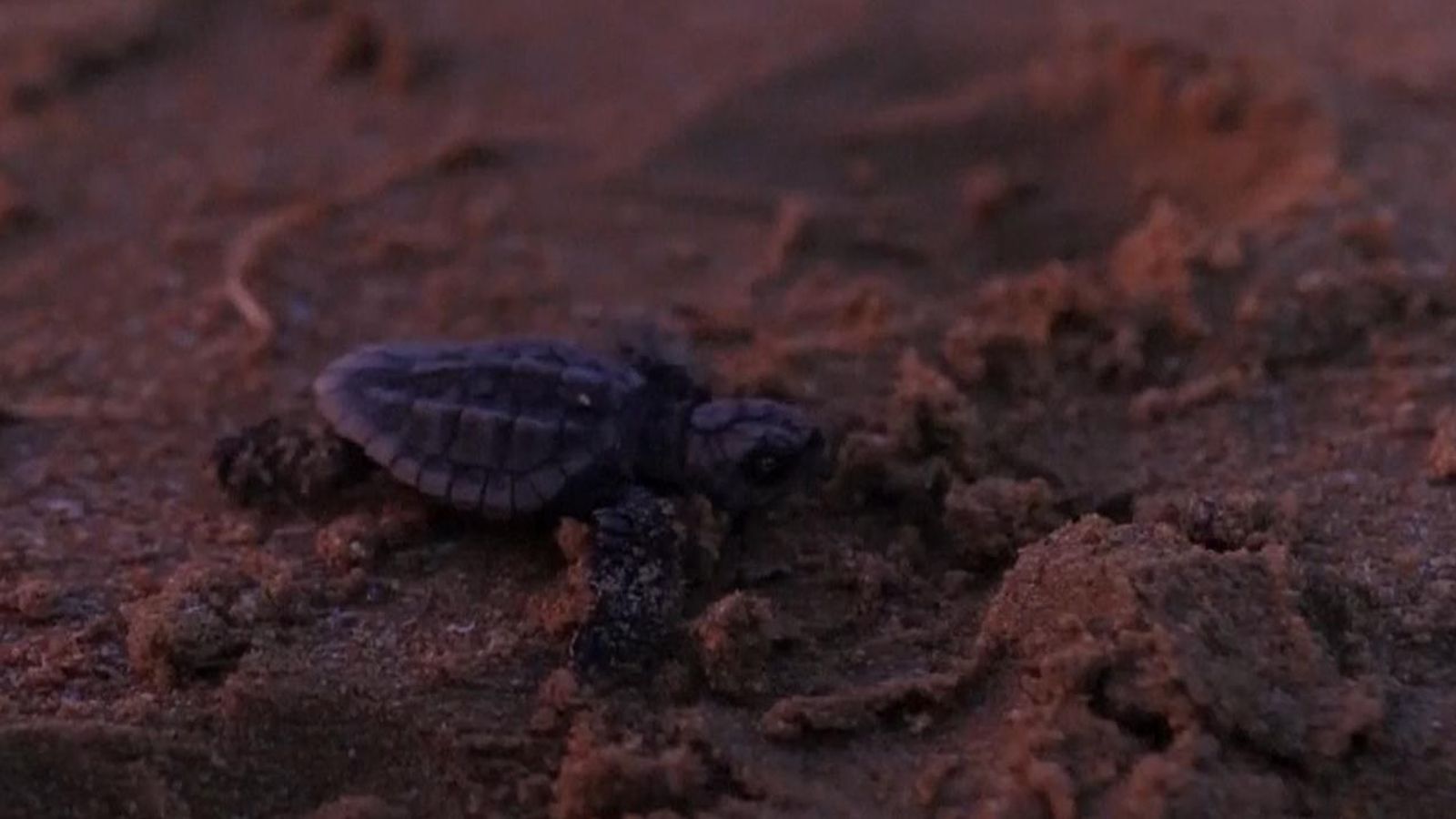 Australia: Watch moment endangered baby turtles are released into the ...