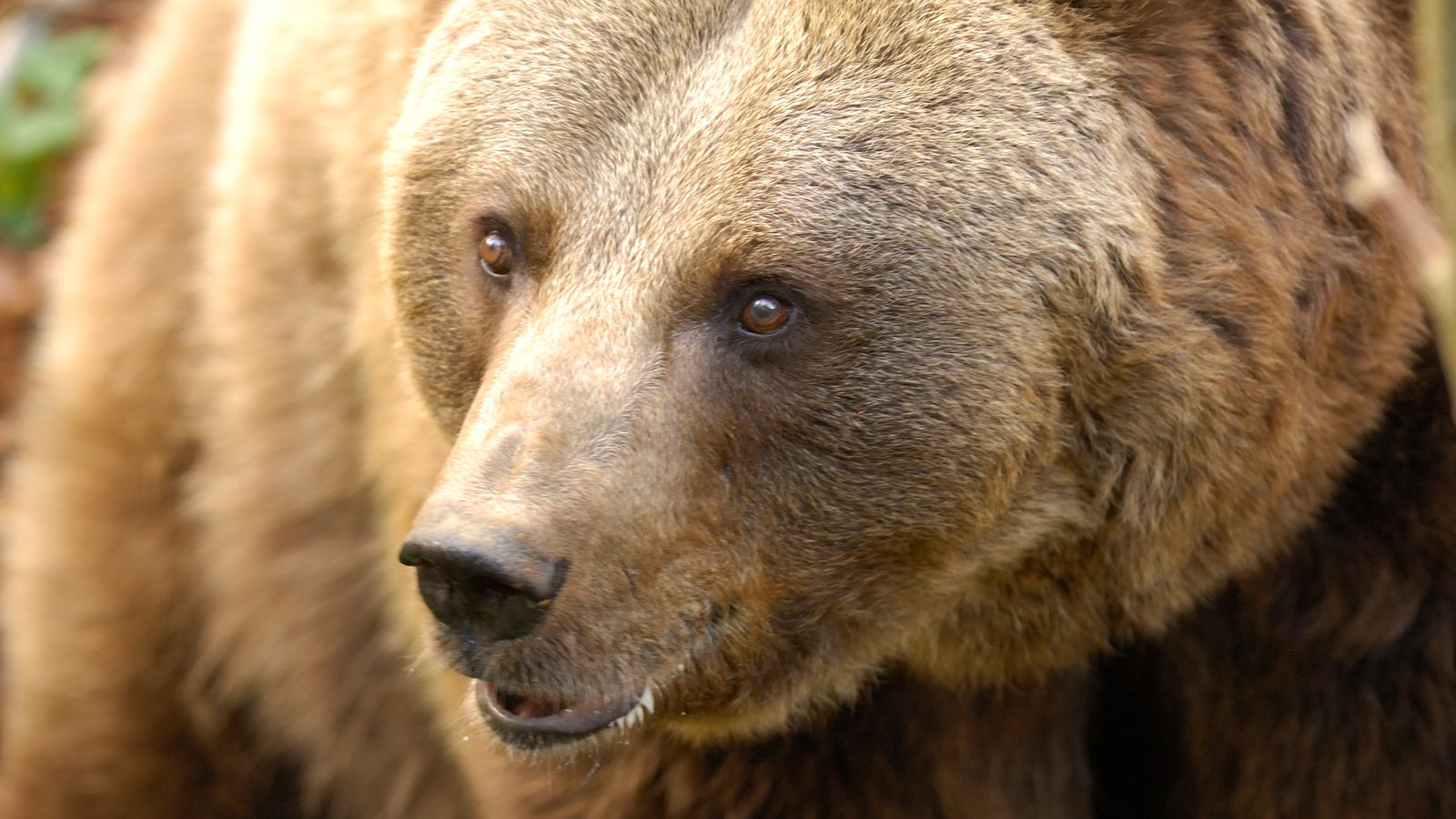 الدب الذي قتل عداءًا تم القبض عليه في إيطاليا احتجاجًا على مصير حيوان |  اخبار العالم