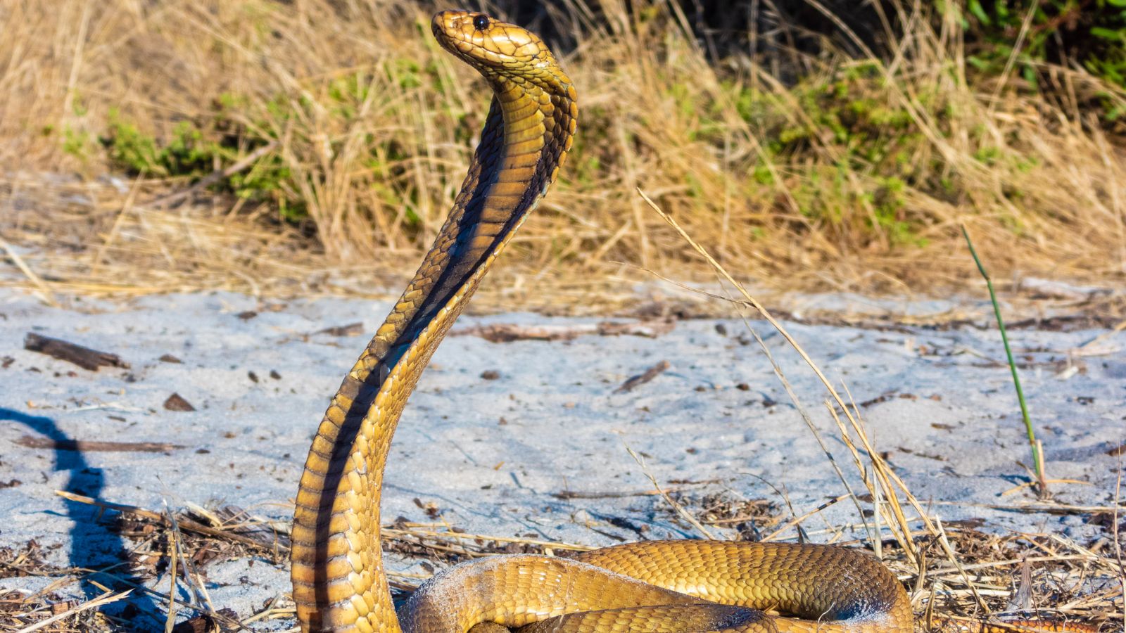 Snake on a plane: Highly venomous cobra found under pilot's seat