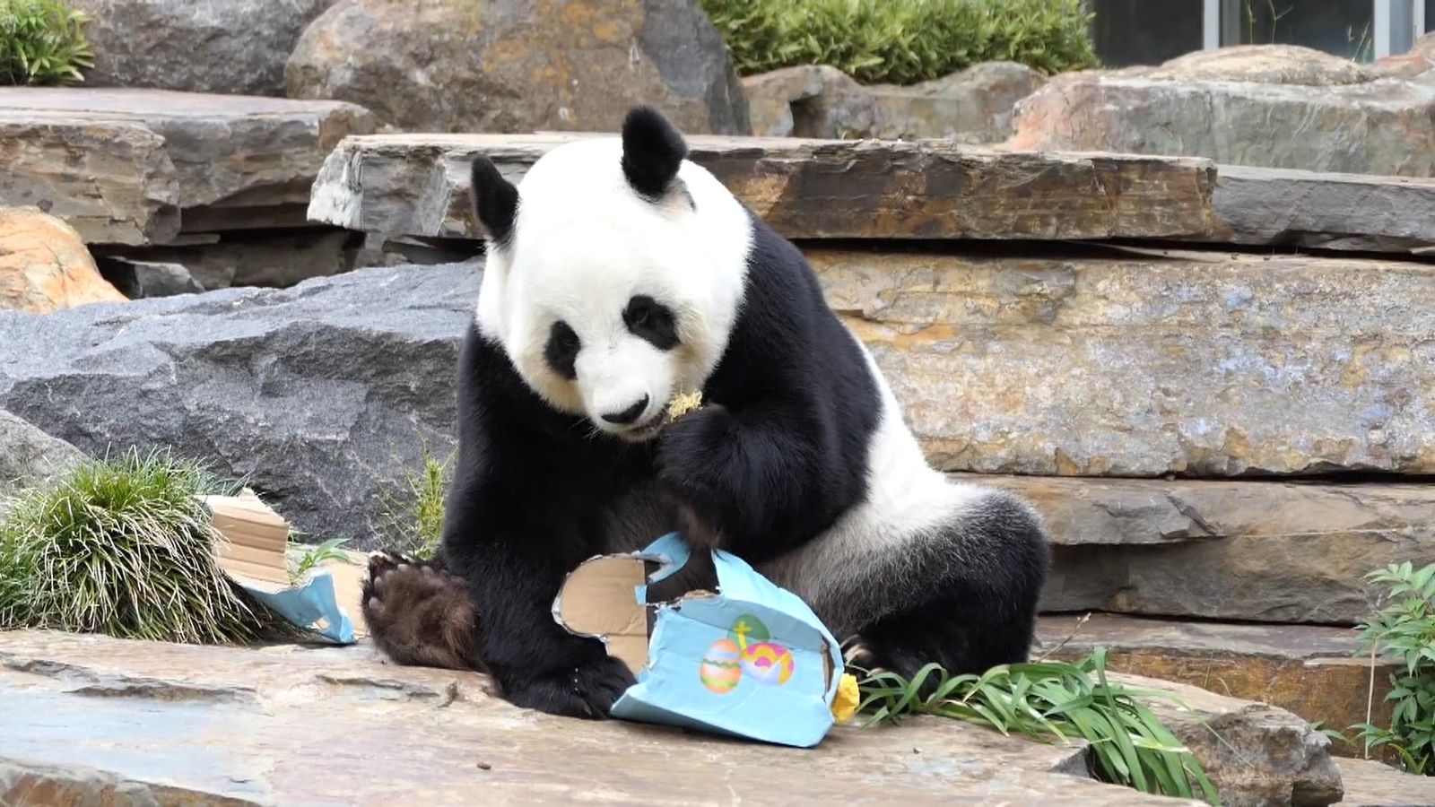 Pandas, otters and dingoes enjoy Easter treats in Australian zoos World News Sky News