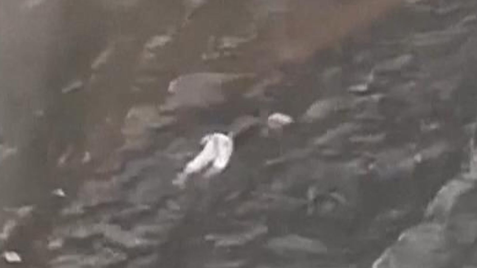 Man swims in Fort Lauderdale floodwaters as torrential storm strikes