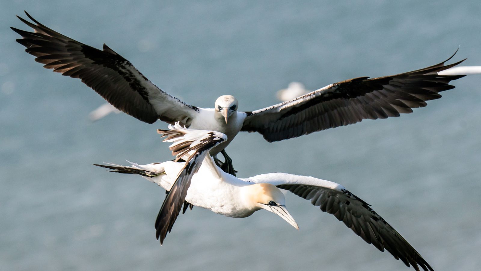 Scientists on high alert for bird flu as seabirds return to UK coast