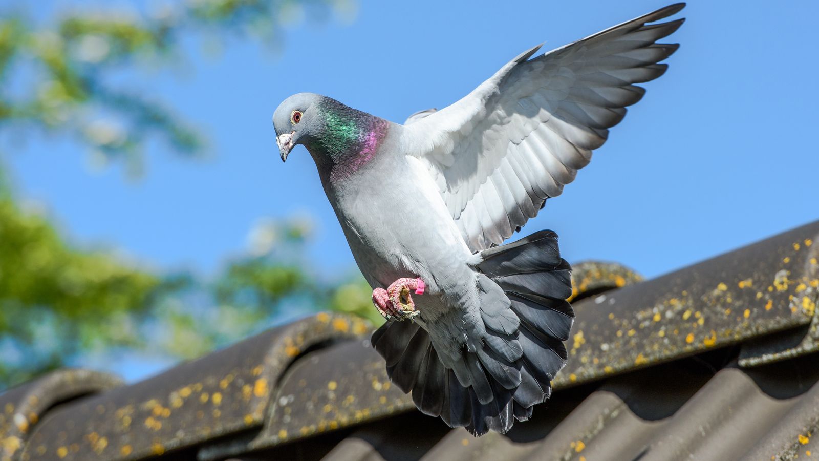 Three pigeon-racing rivals shot dead in dispute