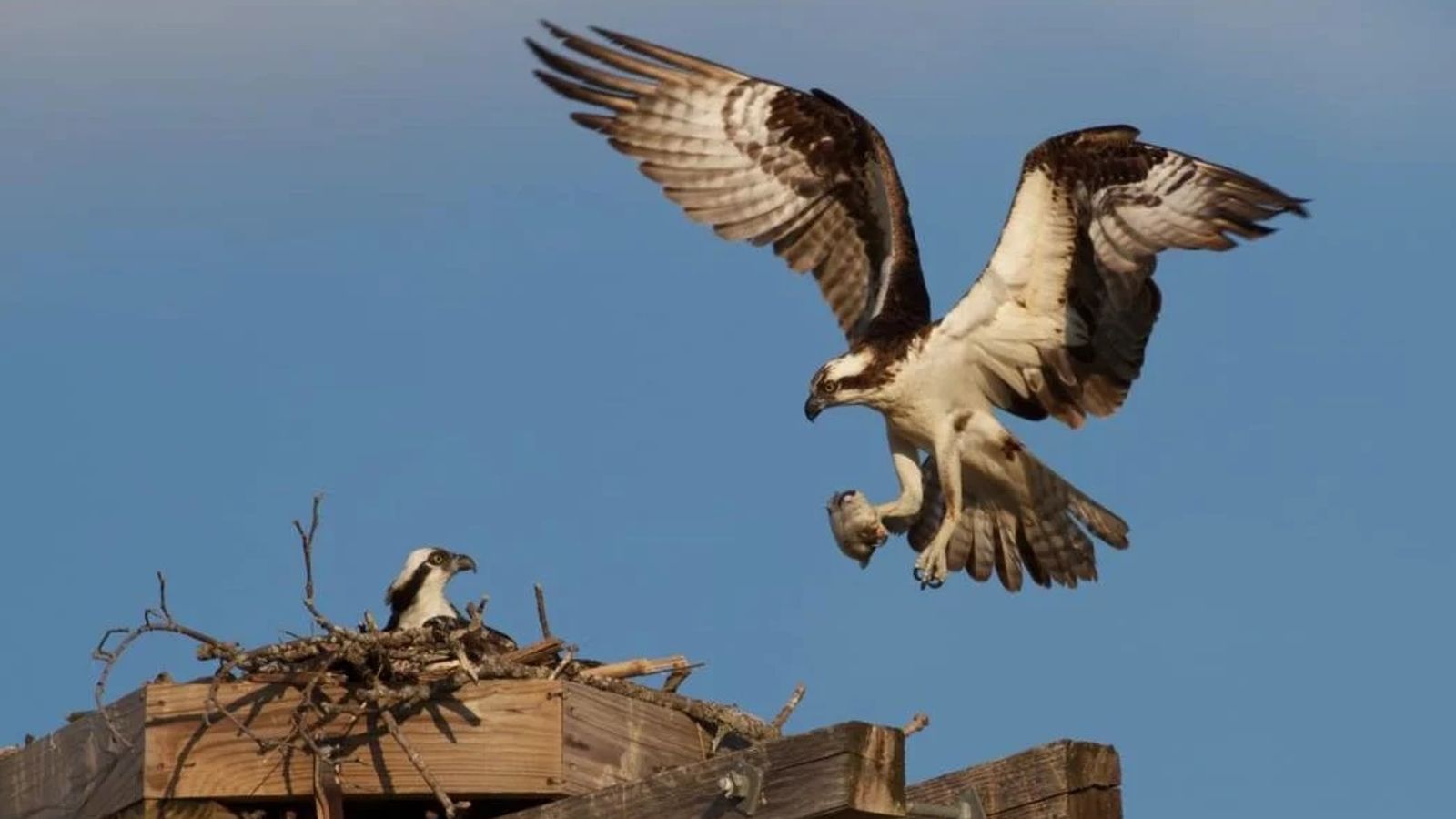 Ospreys return from Africa to Alyth electricity substation platform in ...