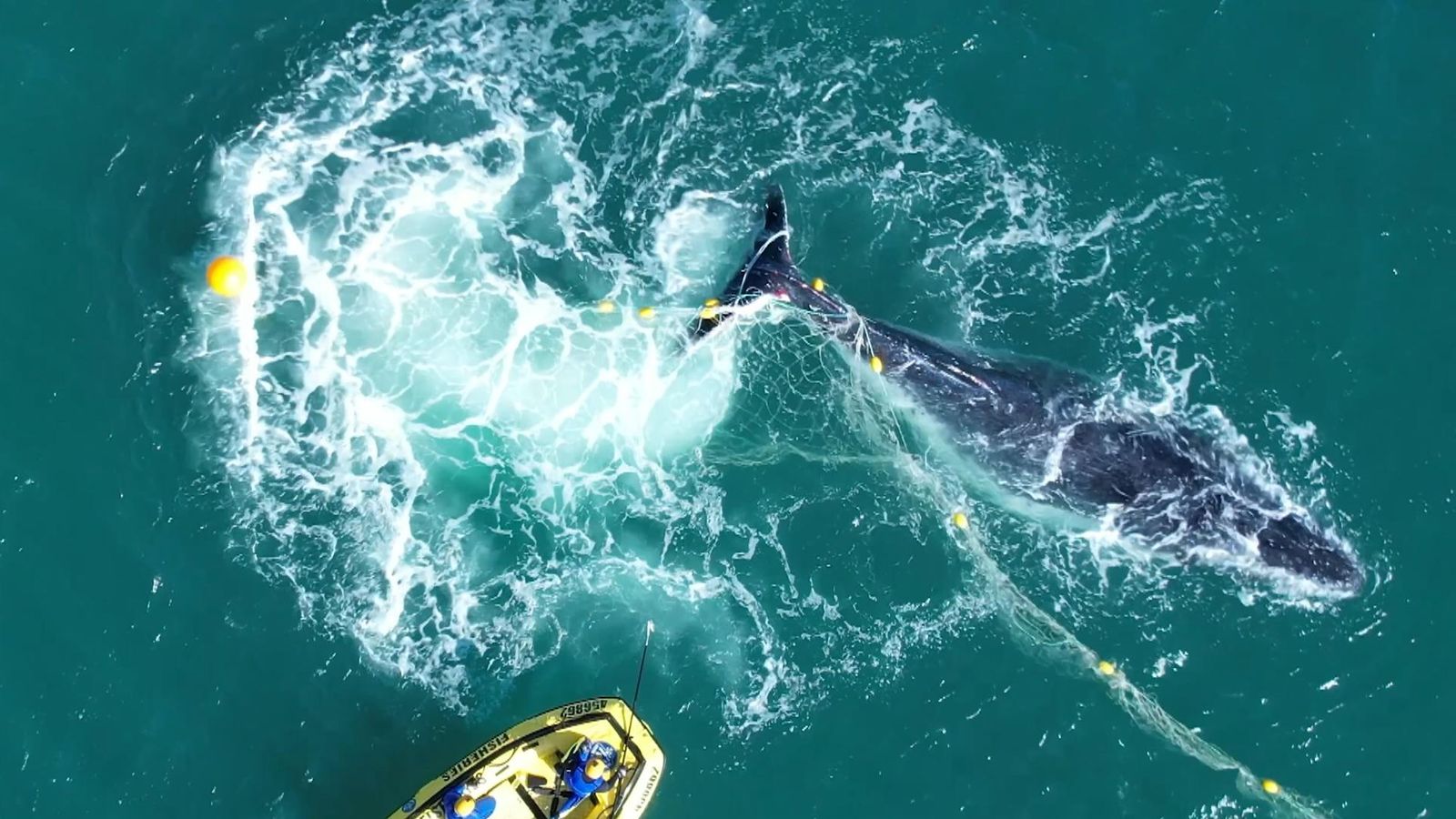Aufrufe der führenden Biologen des Landes, Hainetze von Australiens Stränden zu entfernen |  Weltnachrichten