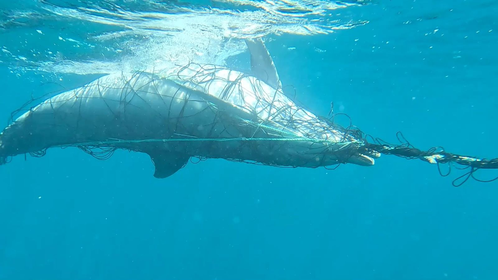 Shark Net Rope Access Is it the end of the line for Australia's shark nets? | News UK Video ...