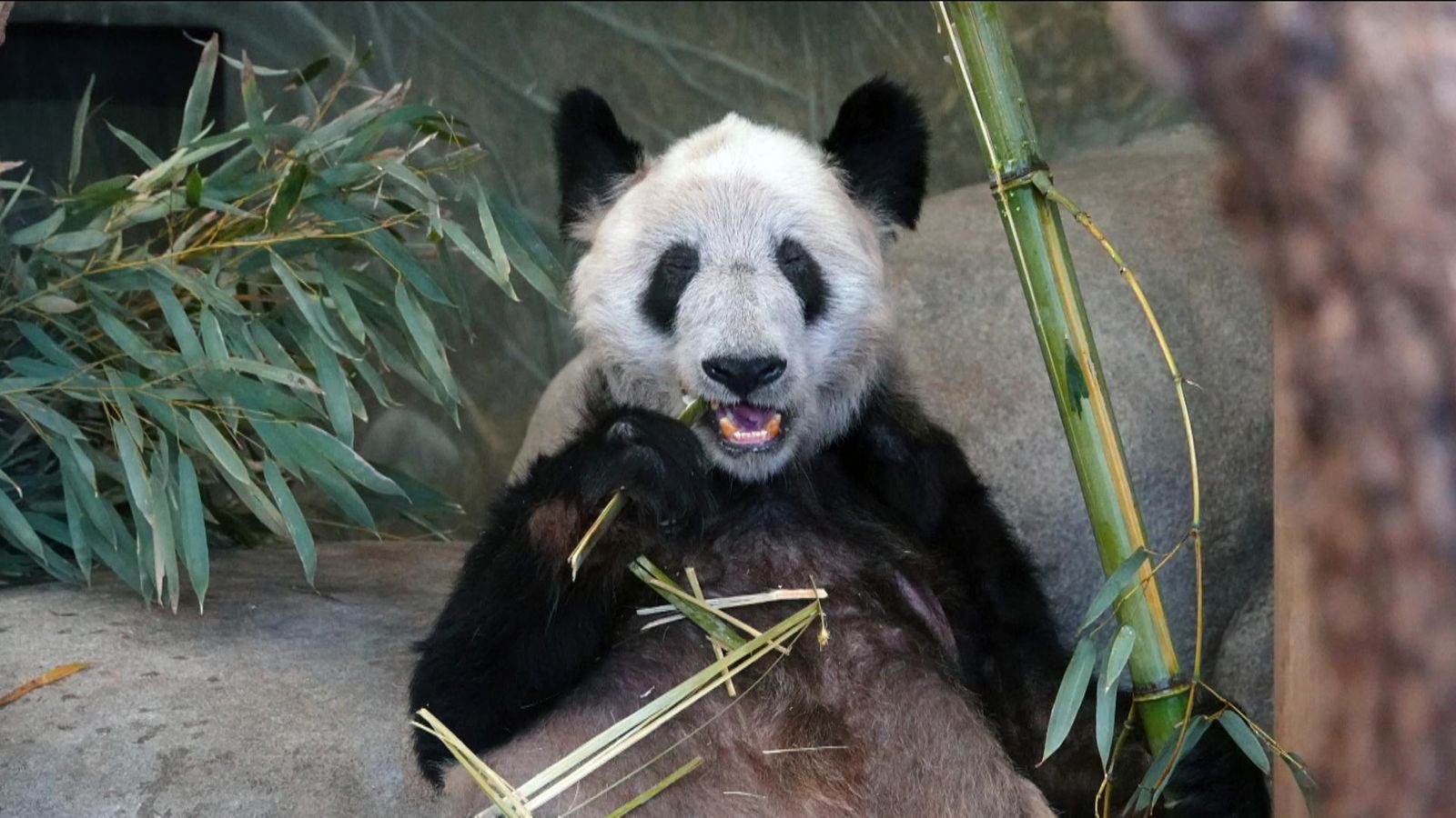 панда новая дота фото 107