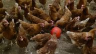 Chickens stuck indoors during the bird flu lockdown
