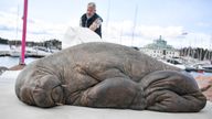 The sculpture of the walrus Freya is unveiled in Oslo, Norway. Pic: AP
