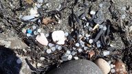 Plastic pellets which have been washing up on the beach on the Jurassic Coast