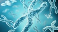 DNA in each cell is about two metres long, so that has to be made into compact X-shaped parcels to make it fit