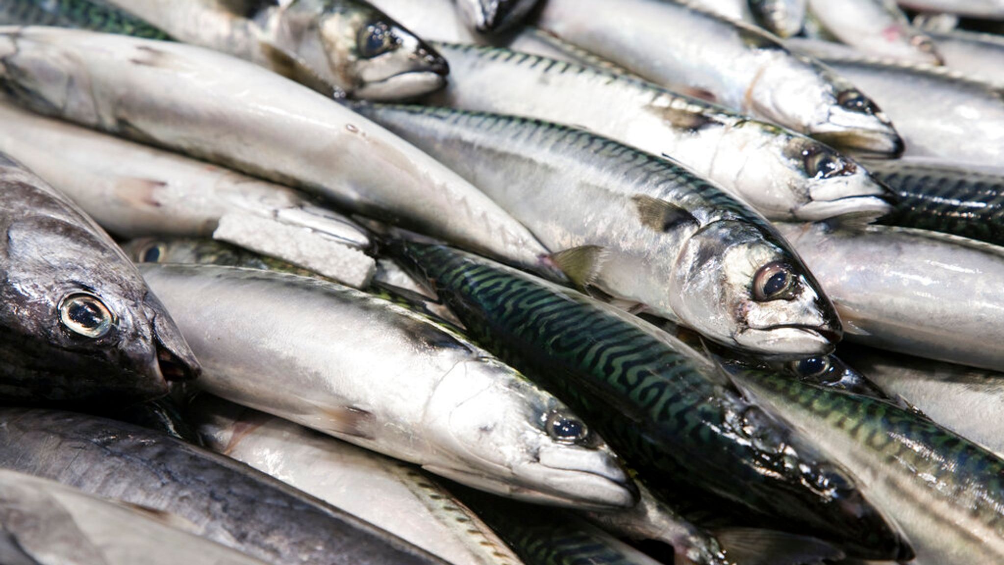 Mackerel no longer a sustainable seafood due to overfishing, Marine  Conservation Society warns, UK News