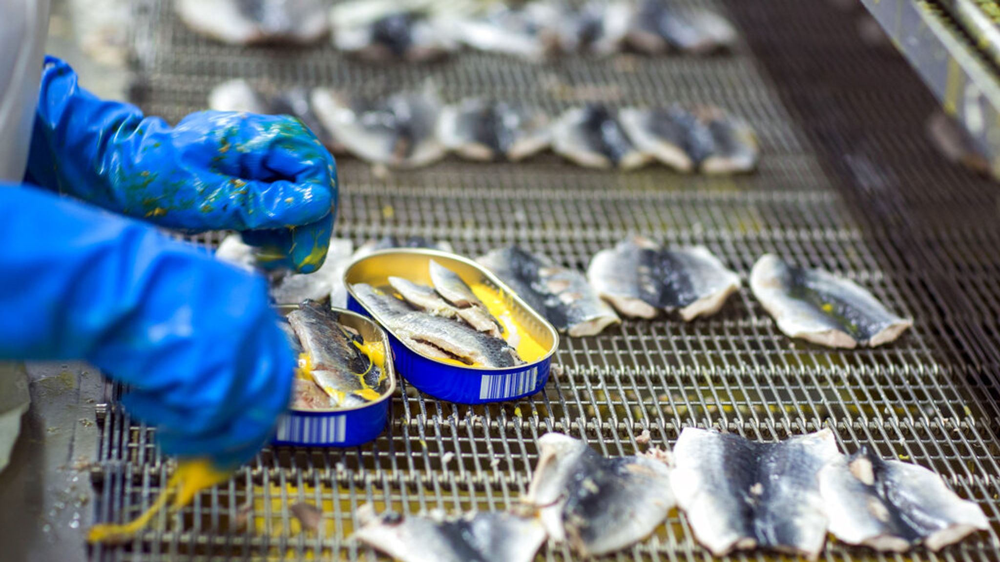 Mackerel no longer a sustainable seafood due to overfishing, Marine